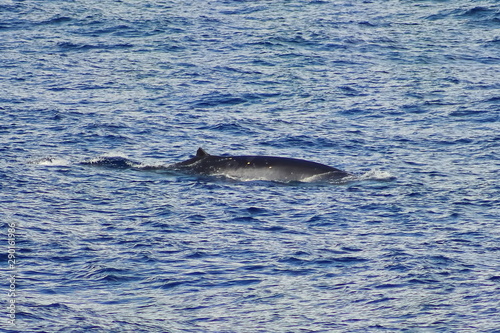 Humpback whale Megaptera novaeangliae diving in the ocean. Baleen or whalebone whale in natural habitat.