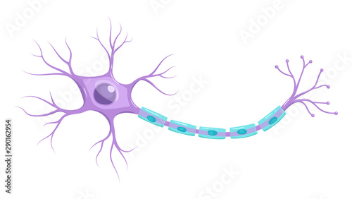 Illustration of neuron anatomy. Vector infographic (nerve cell axon and myelin sheath)