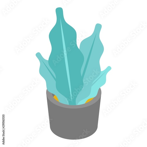 Succulent plant pot icon. Isometric of succulent plant pot vector icon for web design isolated on white background