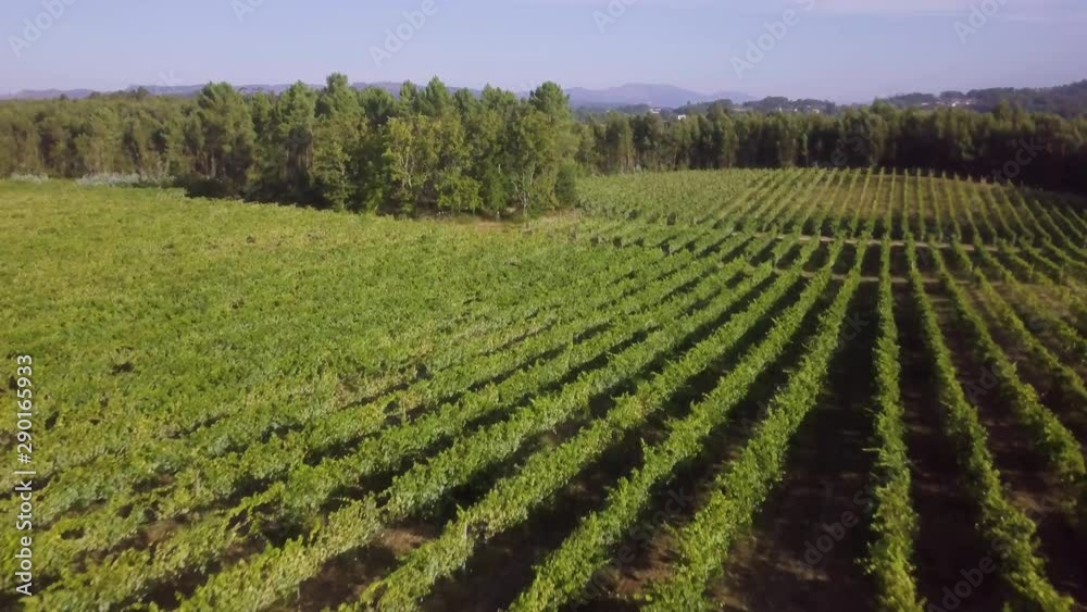 Aerial view, rows of grape vines, vineyard, Portugal Aerial view, rows of grape vines, vineyard, Portugal