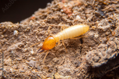 The termite on the ground is searching for food to feed the larvae in the cavity.
