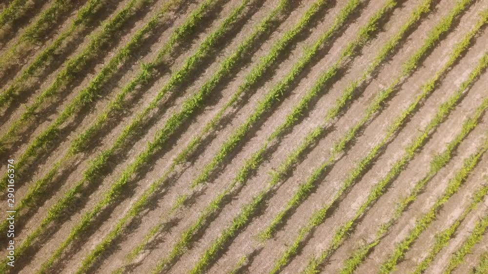 Aerial view, rows of grape vines, vineyard, Portugal Aerial view, rows of grape vines, vineyard, Portugal