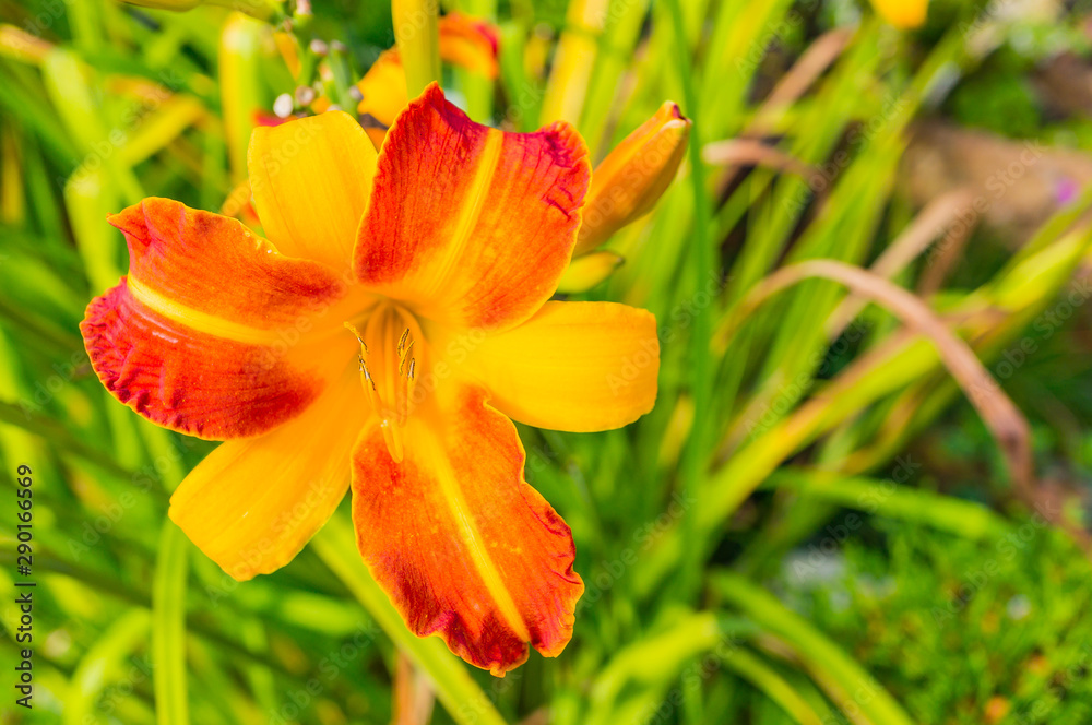 Bright yellow-red lily flowers and against the backdrop of greenery in the garden. Macro. Selected focus, shallow depth of field. Bright yellow-red lily flowers and against the backdrop of greenery in the garden. Macro. Selected focus, shallow depth of field.