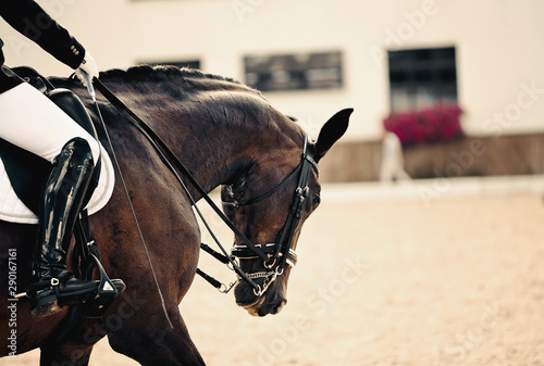 Equestrian sport. Dressage of horses in the arena.