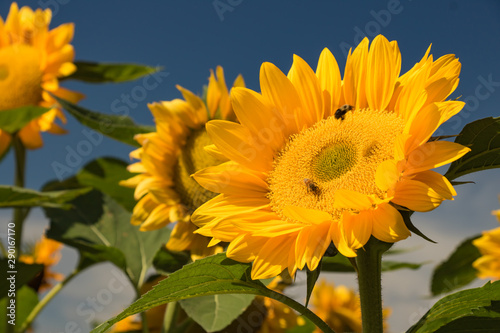 amazing sunflowers with fully bloom and blue sky background