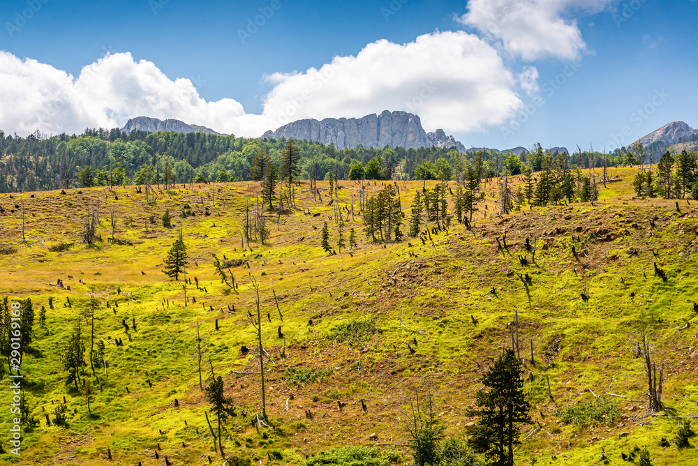 Healing nature in National Park Lure, Albania after deforesting and fires Healing nature in National Park Lure, Albania after deforesting and fires
