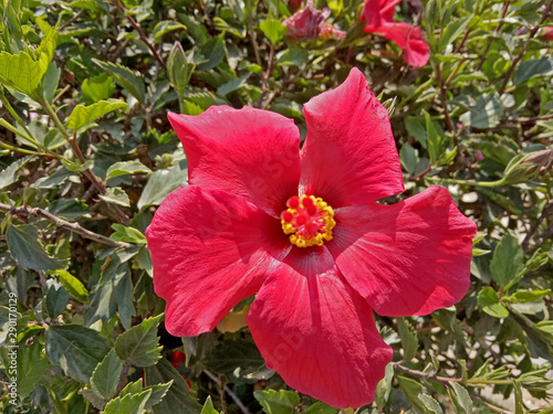 red flower in the garden spring time