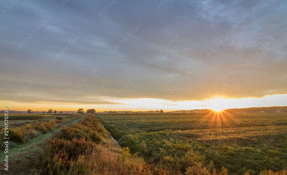 Sunrise over farmland in the Black Dirt section of Pine Island, NY, in late summer Sunrise over farmland in the Black Dirt section of Pine Island, NY, in late summer