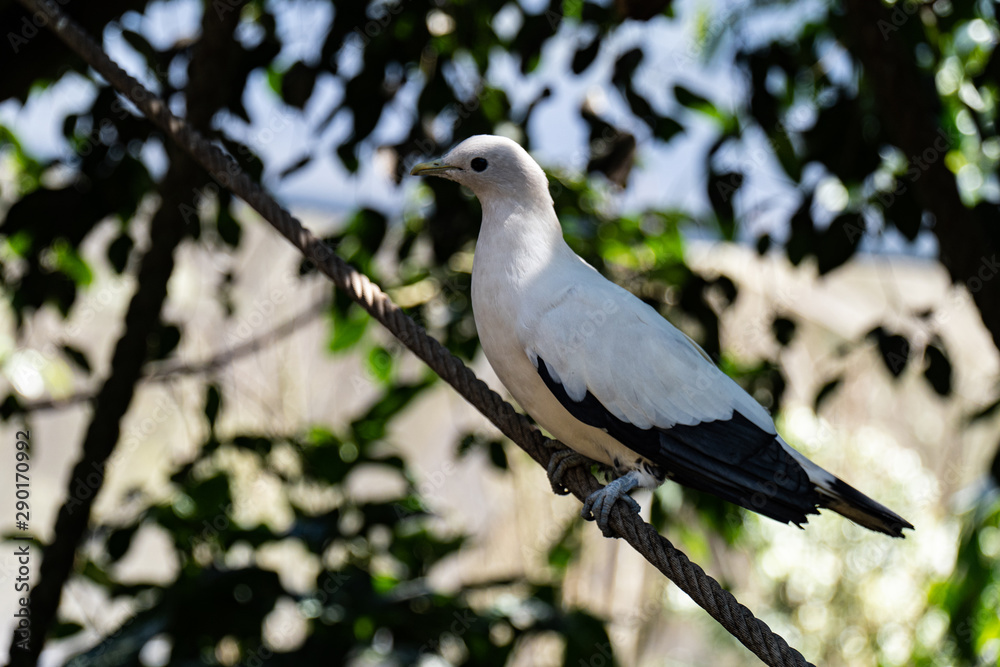 Fototapeta premium Nutmeg pigeon (Ducula spilorrhoa)
