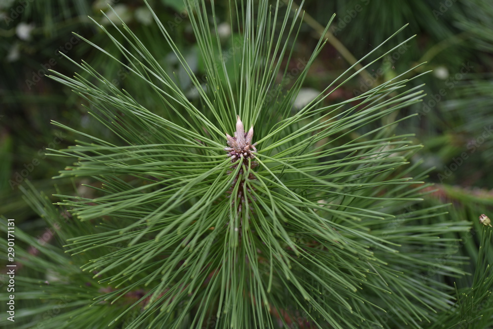 Pine shoots / Pine is a tree that Japanese people have lived with since ancient times, and has played a leading role in scenic spots throughout Japan. Pine shoots / Pine is a tree that Japanese people have lived with since ancient times, and has played a leading role in scenic spots throughout Japan.