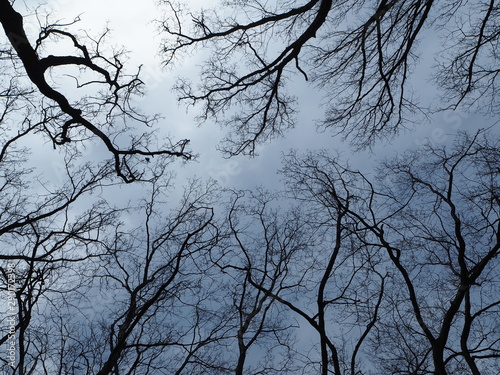 冬の空