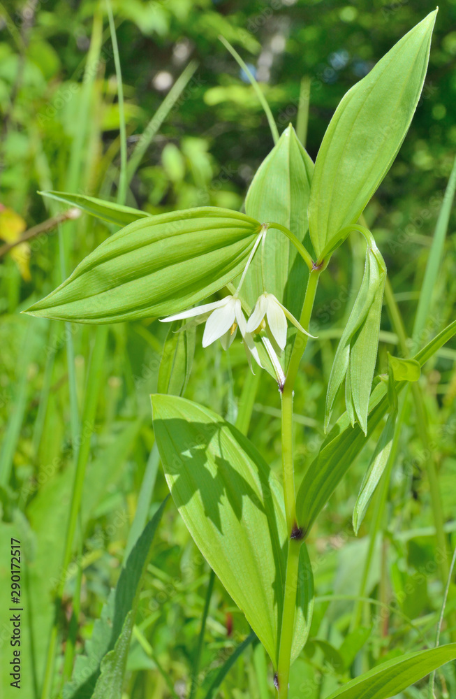 Wild flower (Disporum viridescens) 5 Wild flower (Disporum viridescens) 5