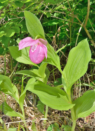 Wild orchid (Cypripedium macranthon) 16 photo