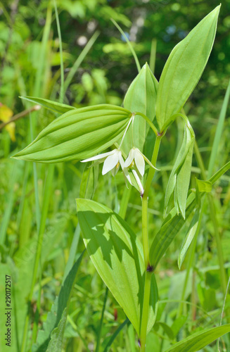 Wild flower (Disporum viridescens) 5