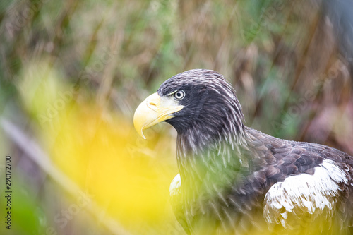 The white-tailed eagle is a very large eagle widely distributed across Eurasia. As are all eagles, photo