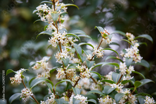 Burkwood Osmanthus in springtime, covered in white scented flowers photo