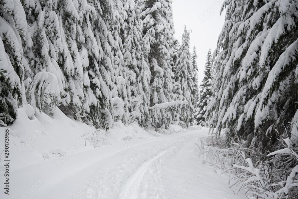 Obraz premium road in winter forest
