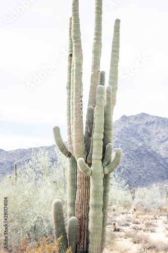 cactus in desert © Erin