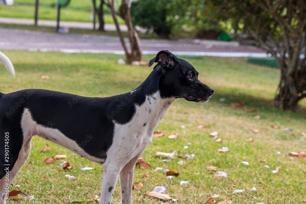 beautiful spring portrait of adorable Black Brazilian Terrier Dog in the blossoming park beautiful spring portrait of adorable Black Brazilian Terrier Dog in the blossoming park