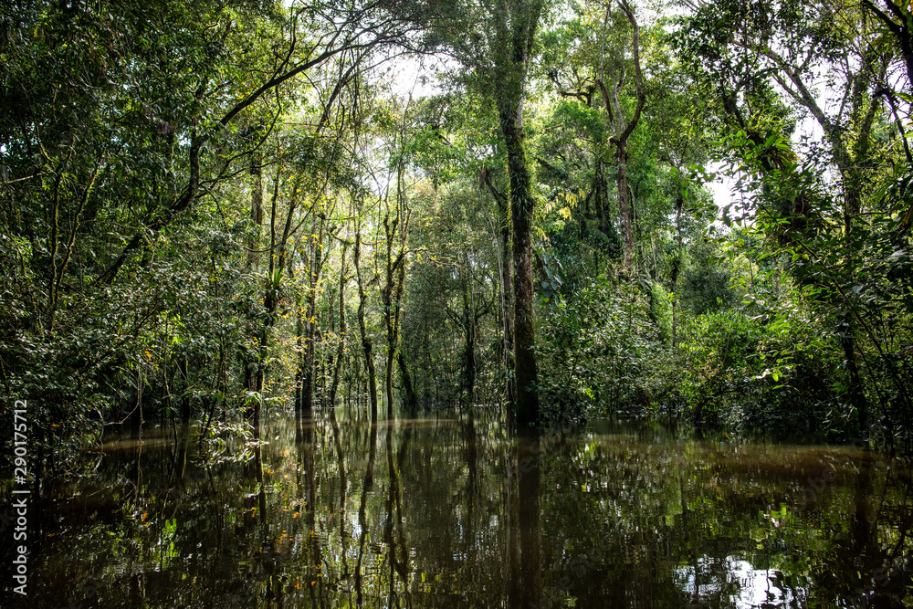 Lagunas y bosques en las selvas de Guainia en Colombia