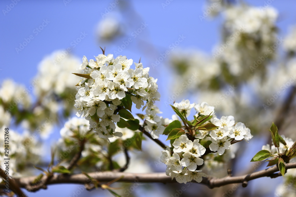 Blooming pear flower, very beautiful