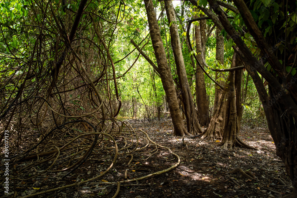 Naklejka premium Bosques y humedales cerca a Puerto inirida Guainia _ Colombia