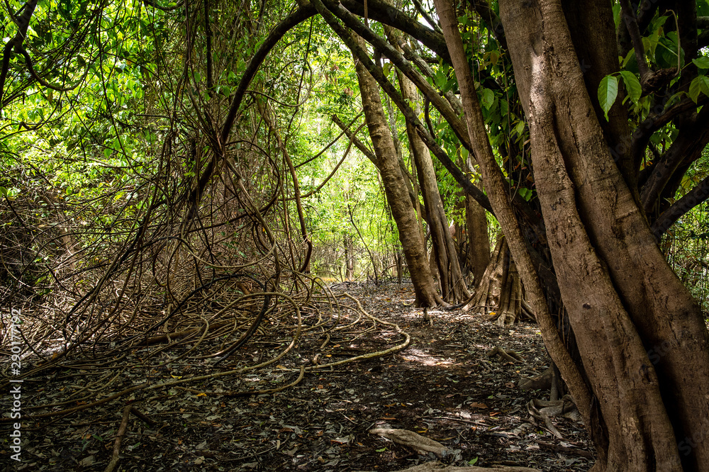 Fototapeta premium Bosques y humedales cerca a Puerto inirida Guainia _ Colombia