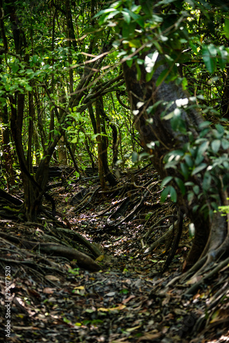 Bosques y humedales cerca a Puerto inirida Guainia _ Colombia © Wil.Amaya