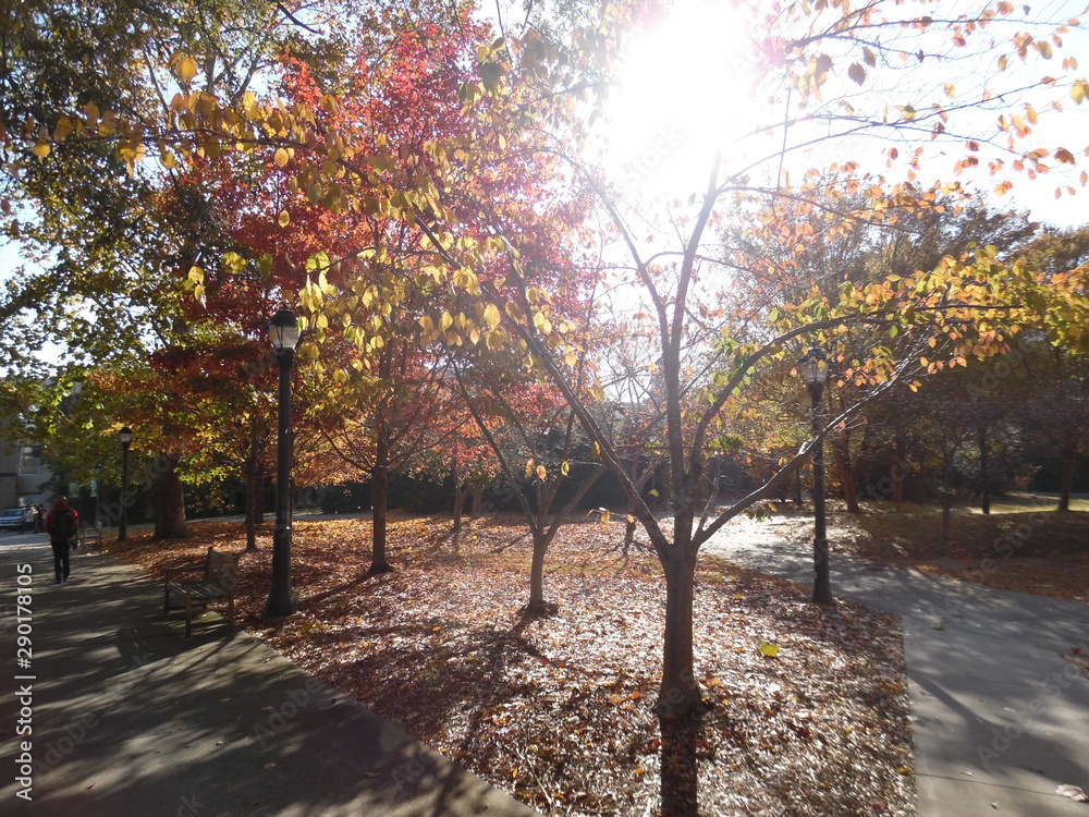 Naklejka premium autumn in the park