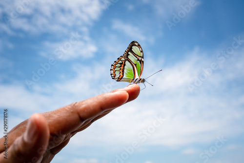 Mariposa posando sobre las manos _Guainia - Colombia photo