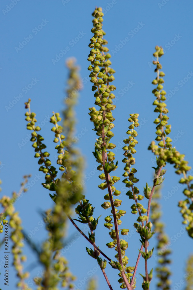 Naklejka premium Ragweed (Ambrosia artemisiifolia)