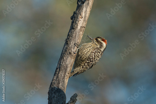 Checkered Woodpecker (Picoides mixtus) on a tree branch. © Patricio