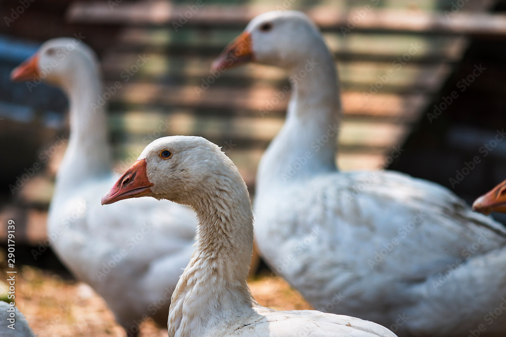 portrait of a goose portrait of a goose