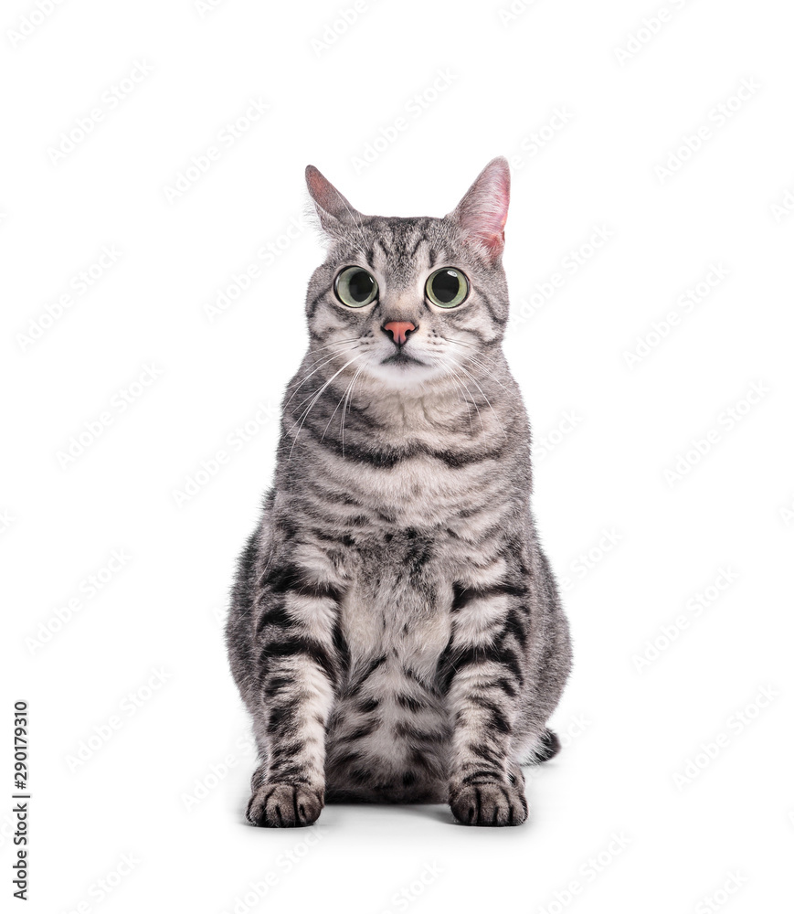 Cute funny cat on white background