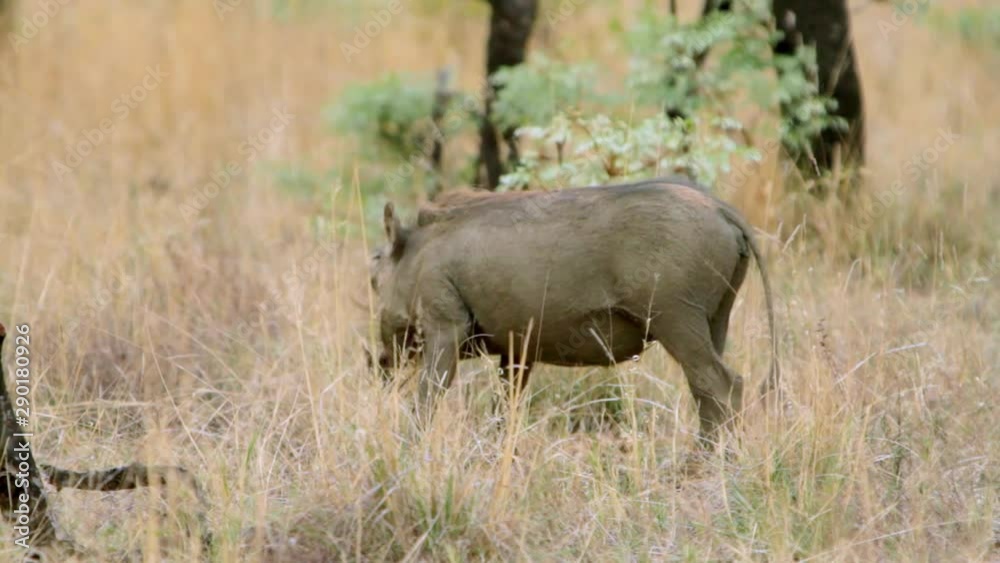 Warthog looking for food in between the grass and trees in South Africa. Warthog looking for food in between the grass and trees in South Africa.