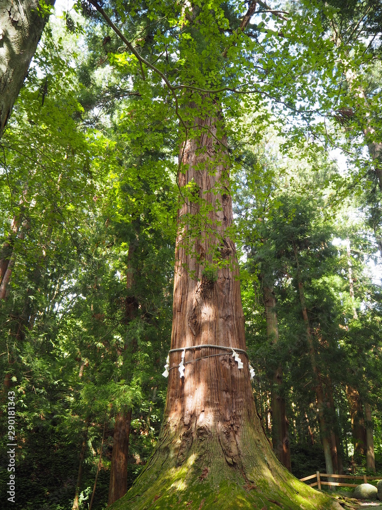 Fototapeta premium Kawaguchi Asama Jinja in Japan