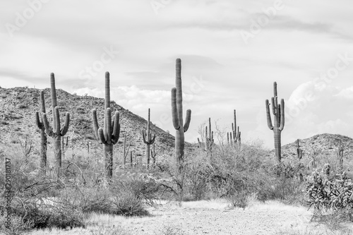 Black and White Desert Saguaro