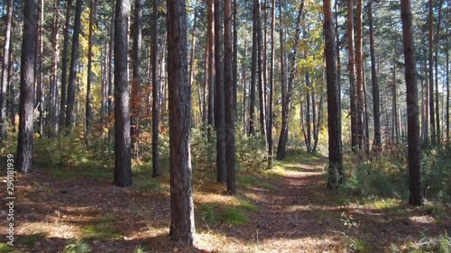 Wallpaper Mural Walk through a mixed pine and birch taiga forest in autumn season Torontodigital.ca