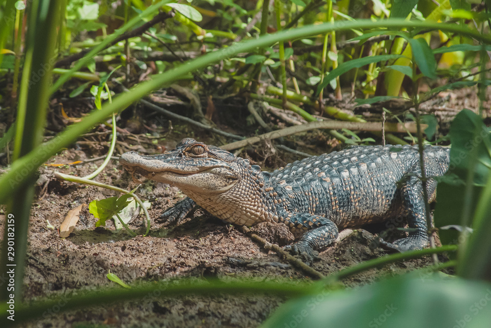Alligator Alligator