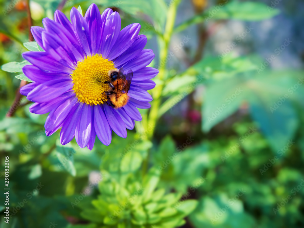 large fluffy bumblebee collects nectar on a blue Daisy large fluffy bumblebee collects nectar on a blue Daisy
