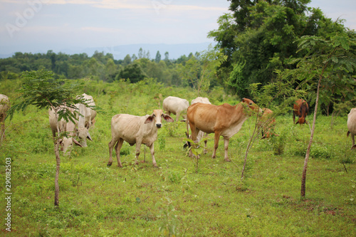 Fototapeta Naklejka Na Ścianę i Meble -  cows eating grass in the forest