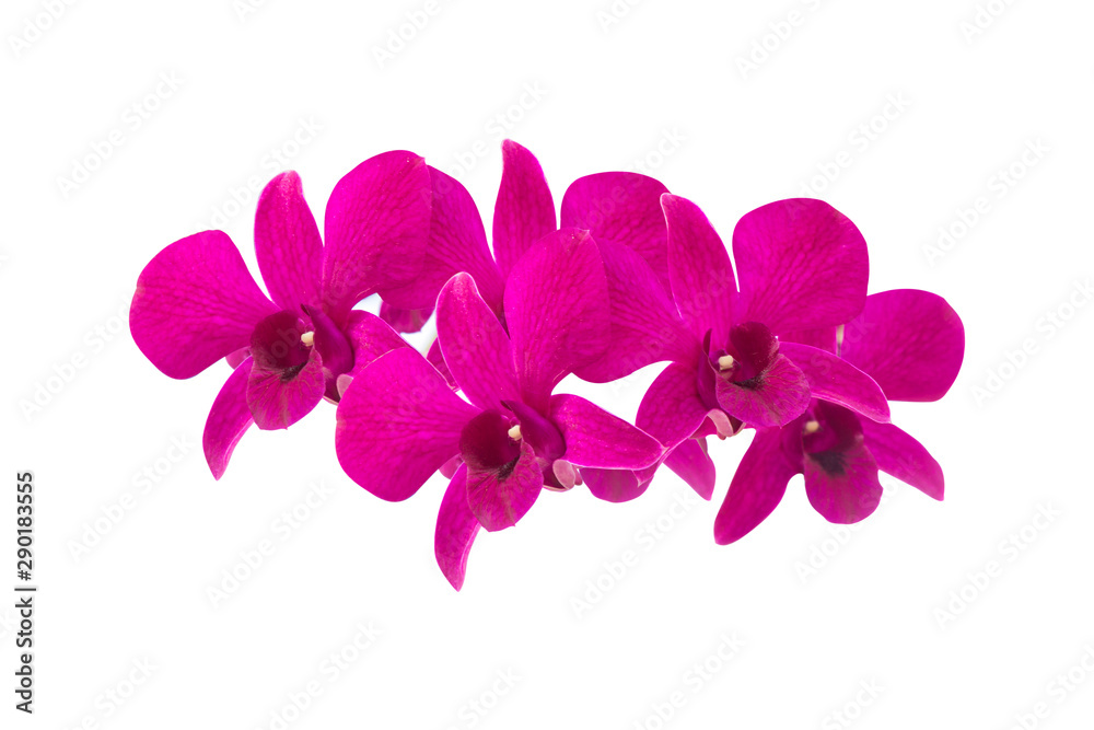 Obraz premium pink orchid isolated on white background