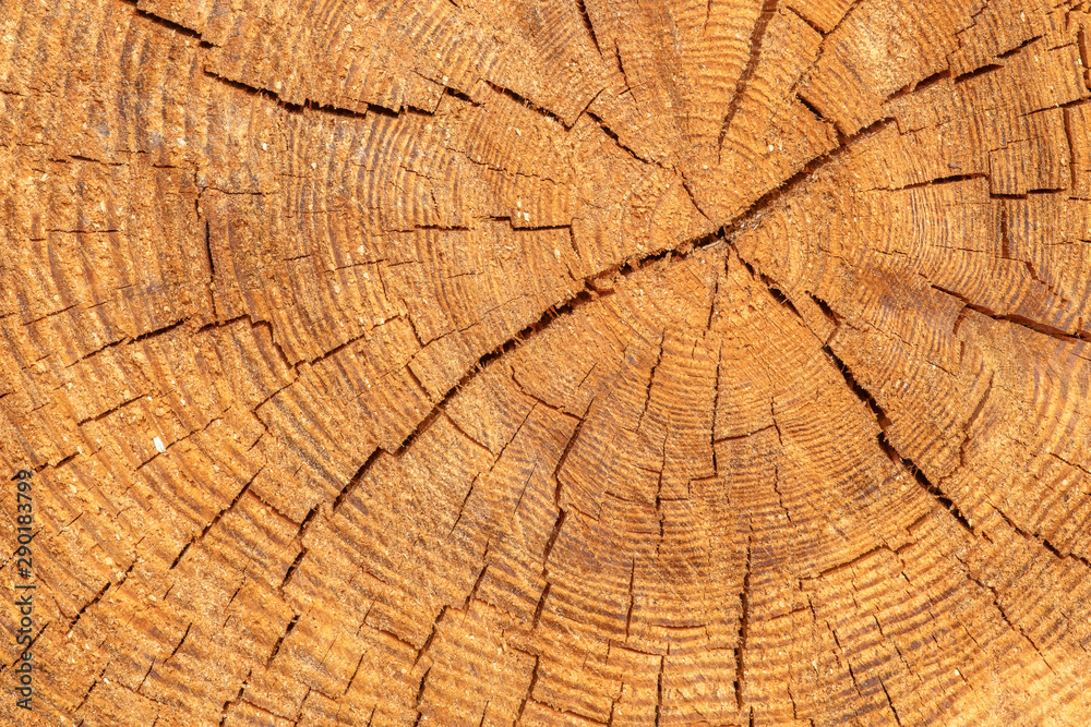 Wooden cut texture, tree rings. Profile of felled trunk. Old natural pattern of a tree stump. Beautiful wooden texture background.