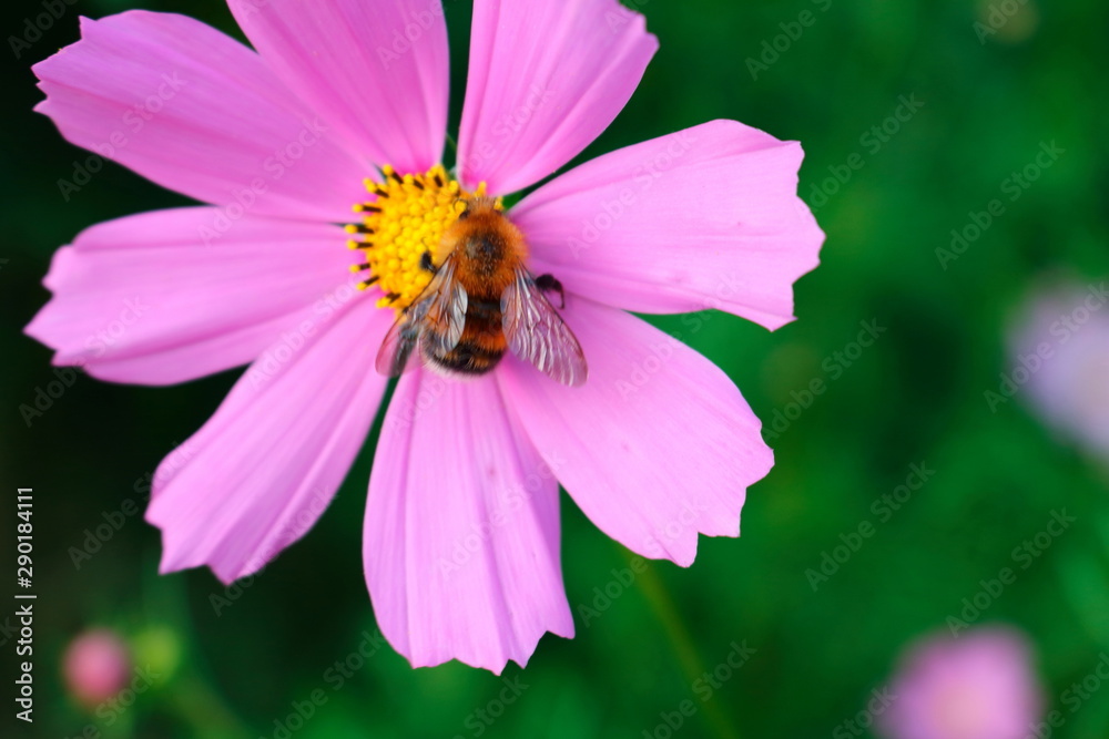 bee on flower bee on flower