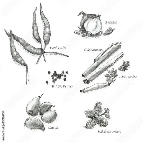 hand drawn set of Thai herb