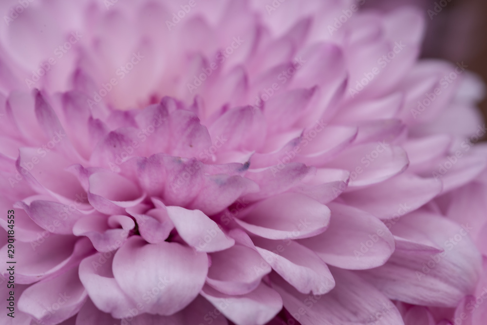 Close up shot of blooming petal in spring