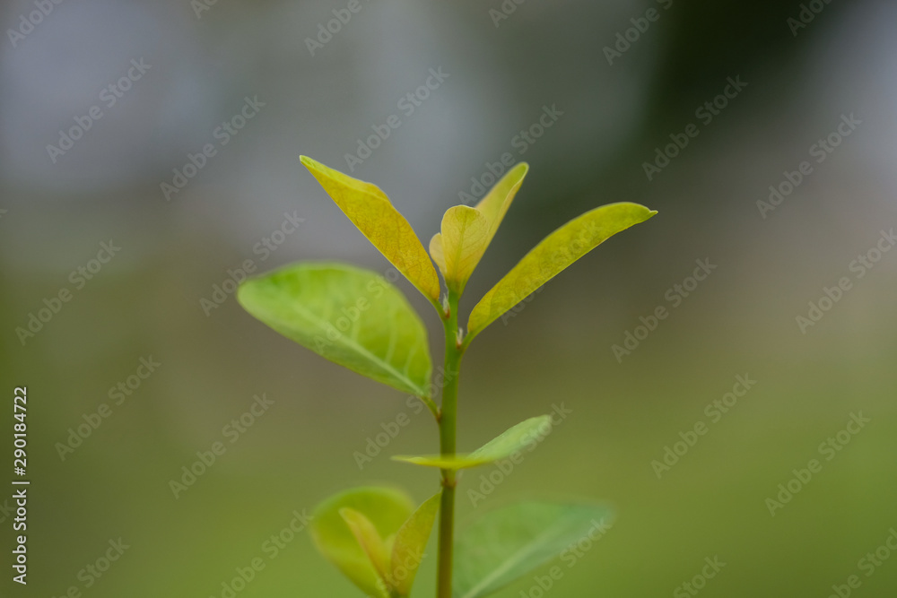 green leaves of Sapling green leaves of Sapling