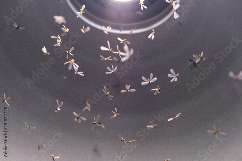 mayfly fly over high bay light