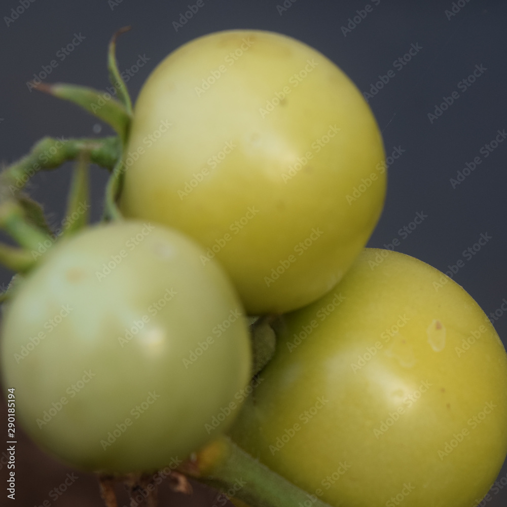 Tomato fruit still on the stem looks withered leaves Tomato fruit still on the stem looks withered leaves