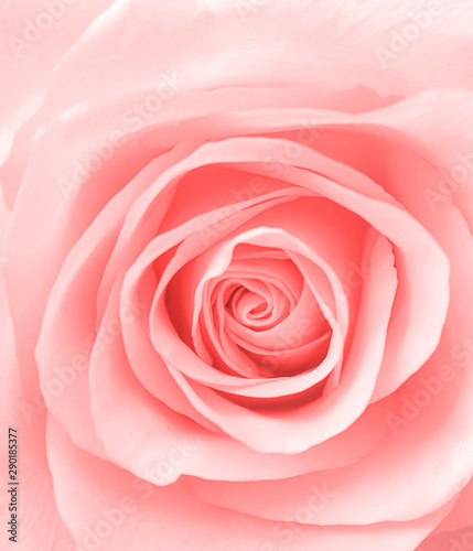 Rose petal flower patterns  blooming top view , fresh sweet light pink  for  valentine day or wedding background